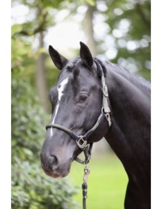 Halter Cordano 2