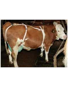 Udder Protection