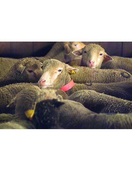PLASTIC COLLARS FOR SHEEP