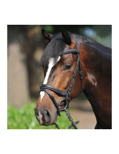 Bridle Ivy english nb. - flash