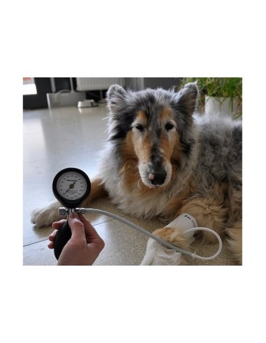 Device for measuring blood pressure