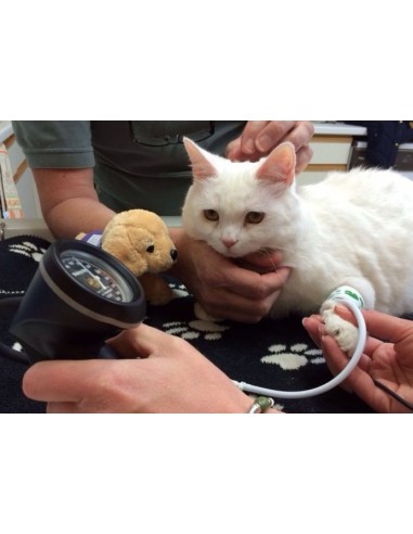 Device for measuring blood pressure