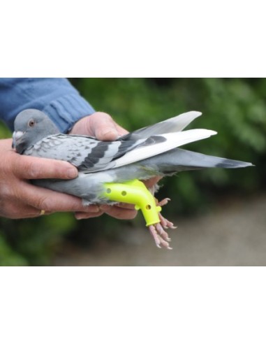 Splint for pigeons