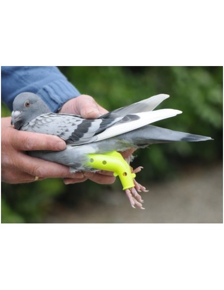 Splint for pigeons
