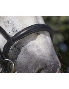 NORTON CLUB BRIDLE, DRAUGHT HORSE 2