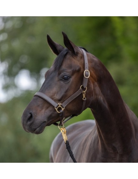 Head-Collar Leather