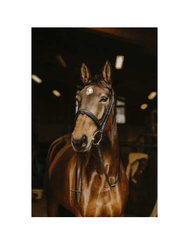 NORTON PRO Smooth Reins Black Buckle