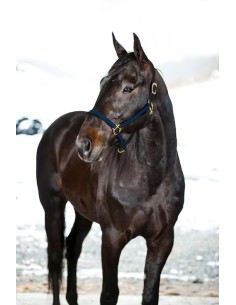 Pro Synthetic Yankee Nylon Halter 2