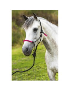 NORTON - Fun Colour - Ethological Headcollar + Lead Rope 2