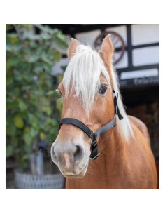 Norton Draught Headcollar