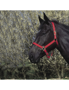 RIDING WORLD Headcollar