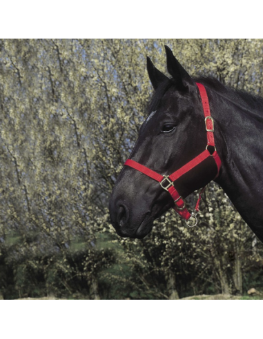 RIDING WORLD Headcollar