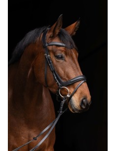 Snaffle Anatomic 2