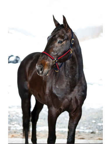 Pro Synthetic Yankee Nylon Halter