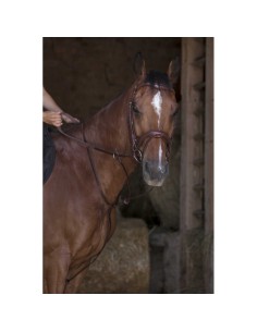NORTON PRO Running Martingale 2