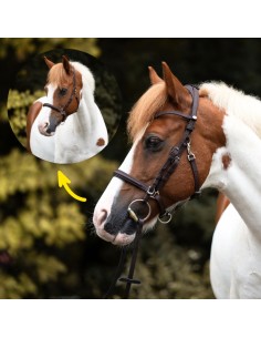 Trail bridle Artemis