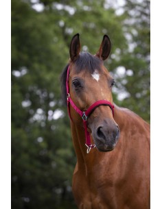 NORTON NYLON HEADCOLLAR, NEOPRENE LINED