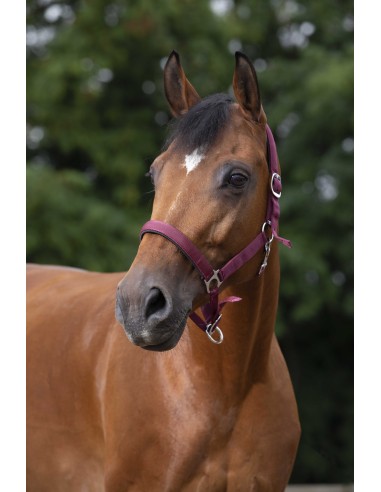 NORTON NYLON HEADCOLLAR, NEOPRENE LINED