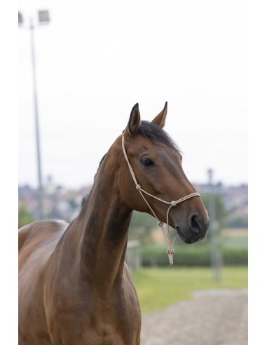Cord Headcollar Norton First