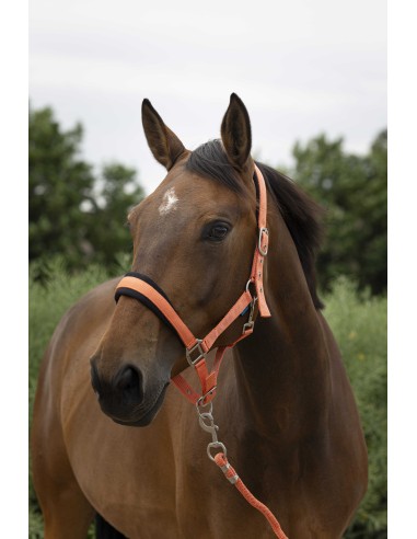 NORTON "Large" headcollar + lead rope