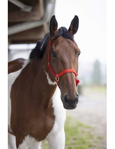 Norton - Double Thickness - Nylon Headcollar 2