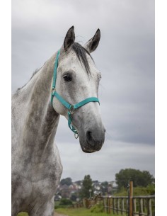 Norton - Double Thickness - Nylon Headcollar