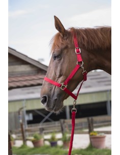 Riding World - Club - Headcollar + Lead Rope 2