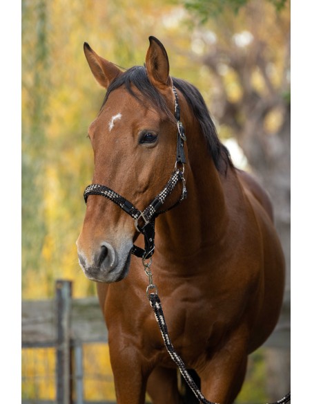 EQUITHÈME - Tressé - Halter + Lead