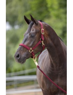 Halter for horses Classy 2