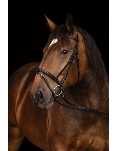 Bridle Coldblood 2