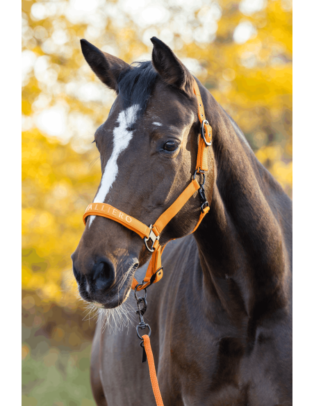 Halter Covalliero AW26