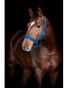 HorseGuard Diya halter 2.0