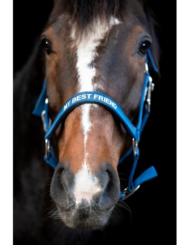 Horse Guard Malva halter