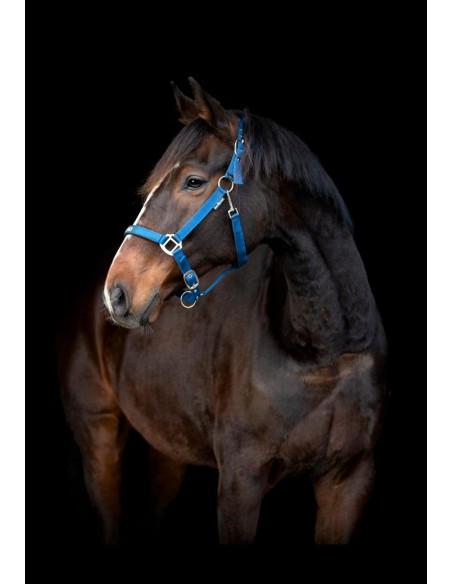 Horse Guard Malva halter