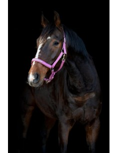 Horse Guard Malva halter